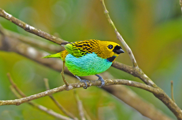 Tangara cyanoventris