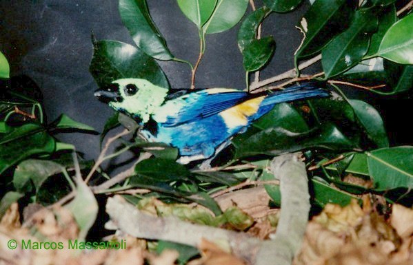 Tangara fastuosa