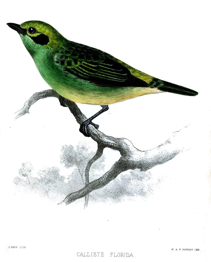 Tangara florida