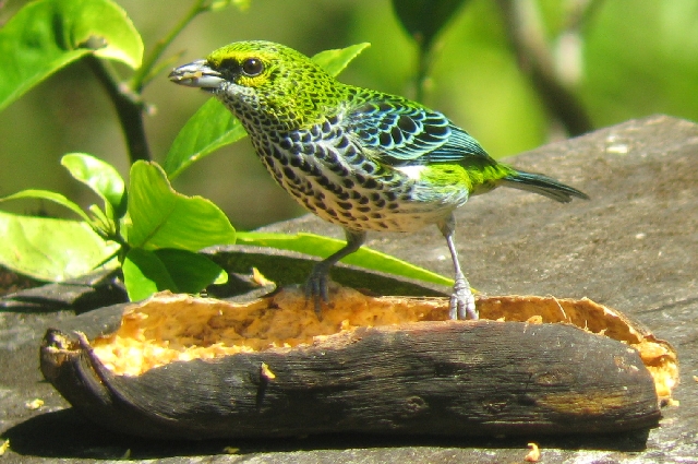 Tangara guttata