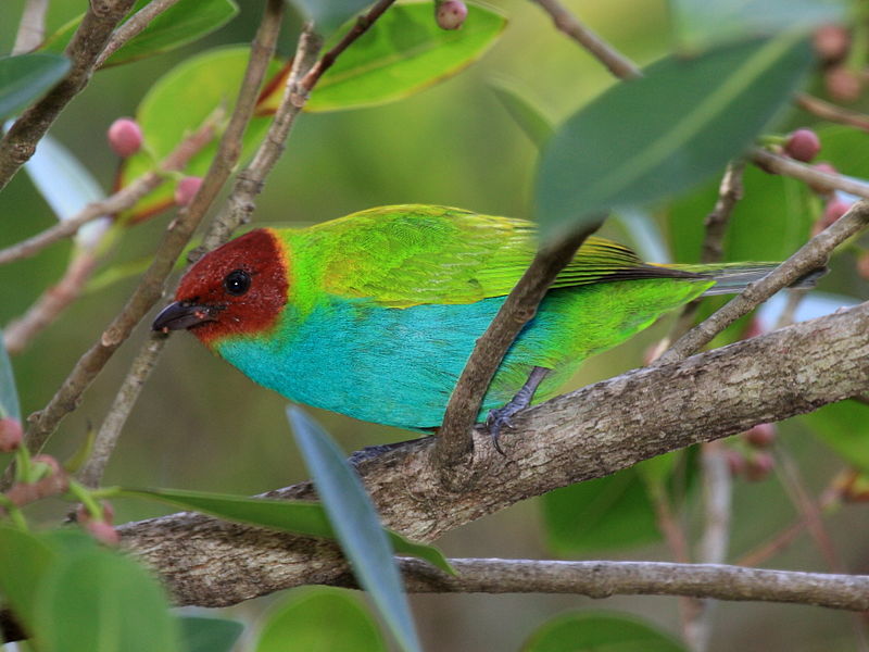 Tangara gyrola