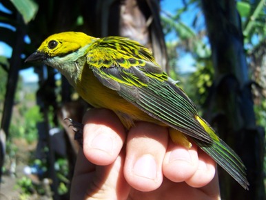 Tangara icterocephala