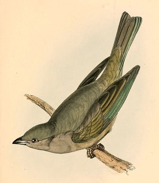 Tangara inornata