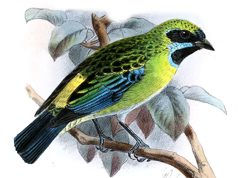 Tangara johannae