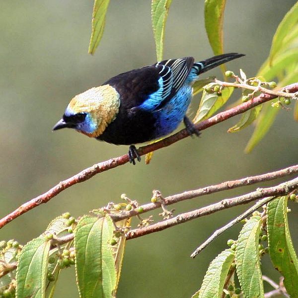Tangara larvata