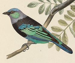 Tangara nigrocincta