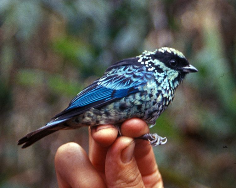 Tangara nigroviridis