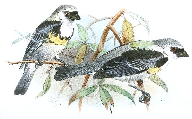 Tangara palmeri