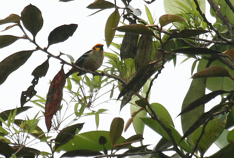 Tangara parzudakii