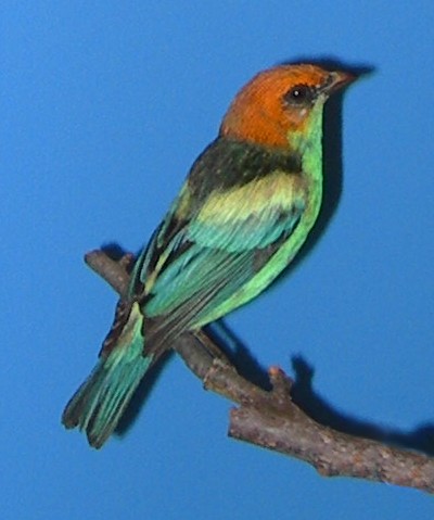 Tangara peruviana