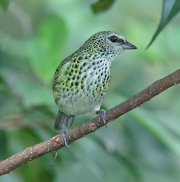 Tangara punctata