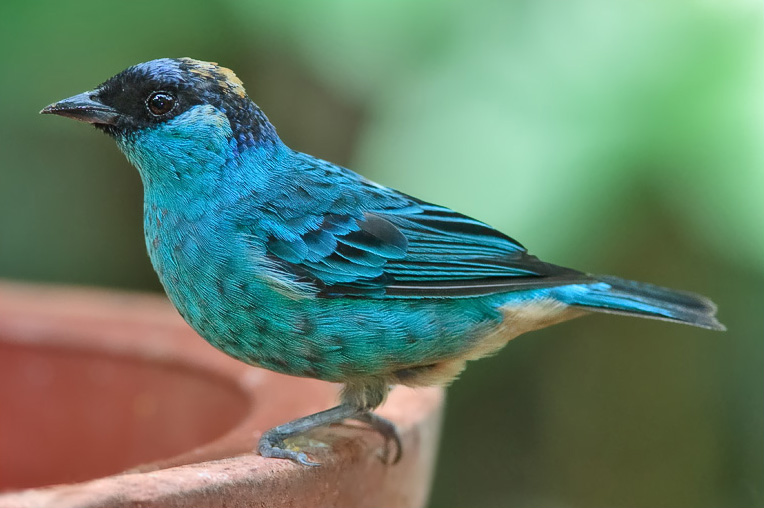 Tangara ruficervix