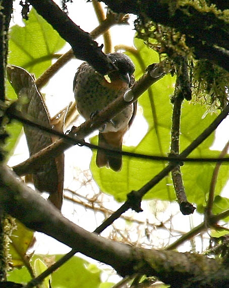 Tangara rufigula