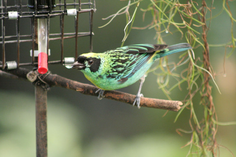 Tangara schrankii