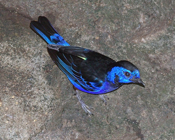 Tangara velia