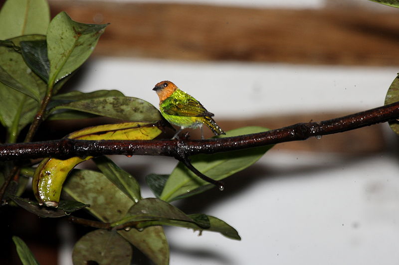 Tangara viridicollis