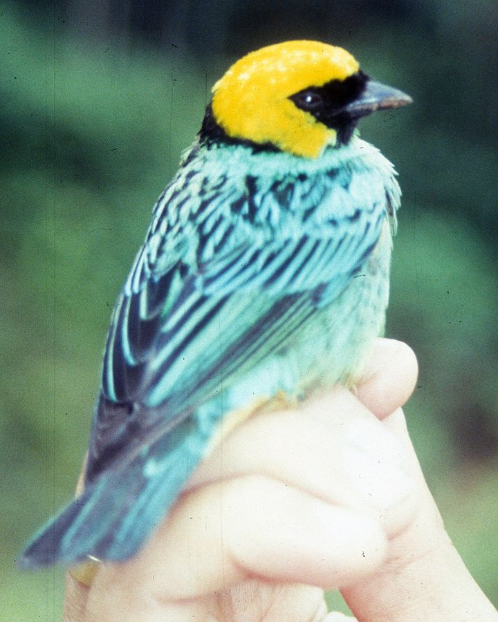 Tangara xanthocephala