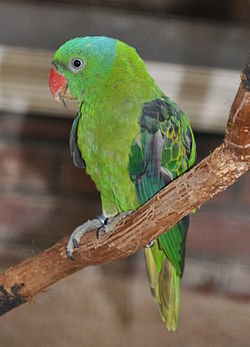Tanygnathus lucionensis