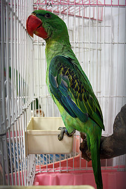 Tanygnathus megalorynchos