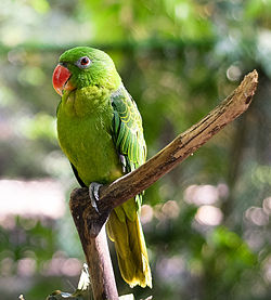 Tanygnathus sumatranus