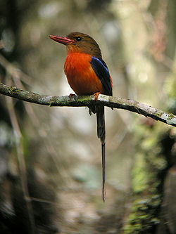 Tanysiptera danae