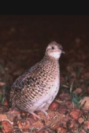Taoniscus nanus