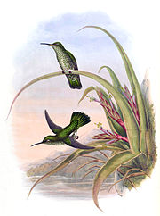 Taphrospilus hypostictus