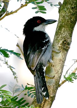 Taraba major