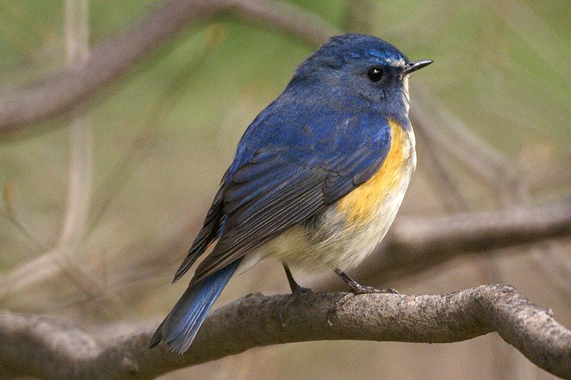Tarsiger cyanurus