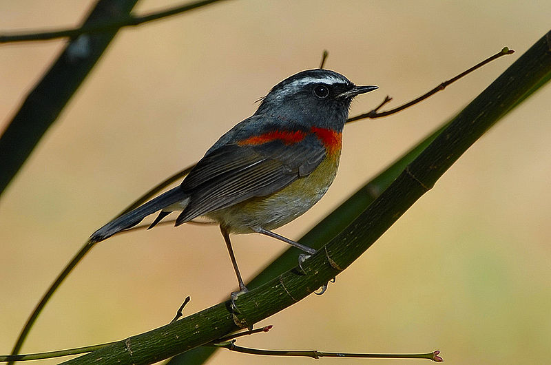 Tarsiger johnstoniae