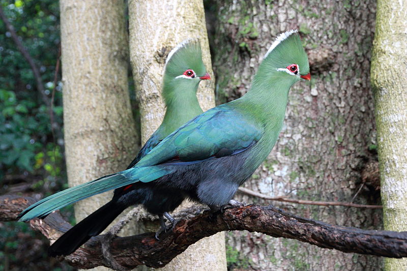 Tauraco corythaix