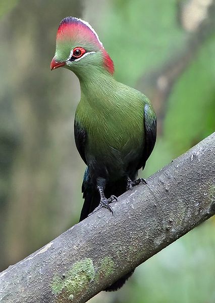 Tauraco fischeri