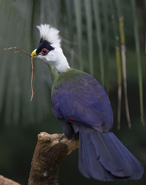Tauraco leucolophus