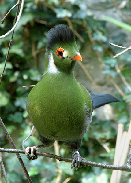 Tauraco leucotis