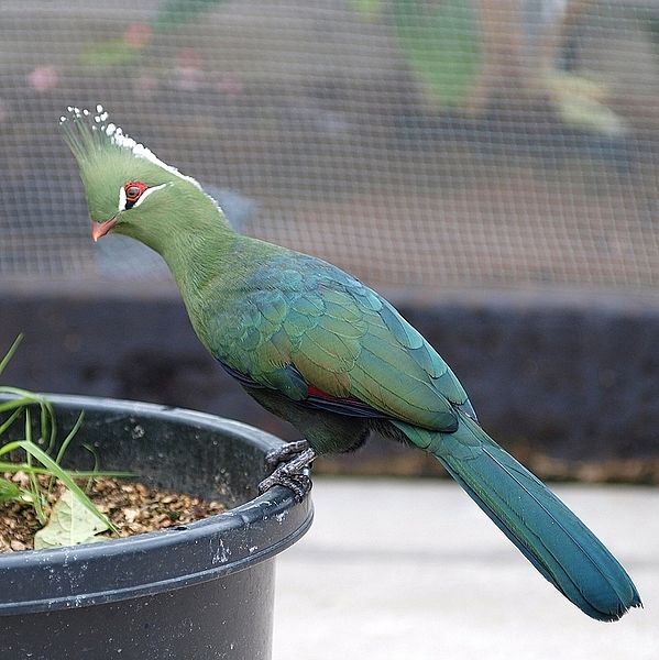 Tauraco livingstonii