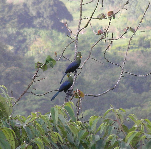 Tauraco macrorhynchus