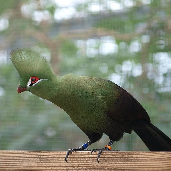 Tauraco persa