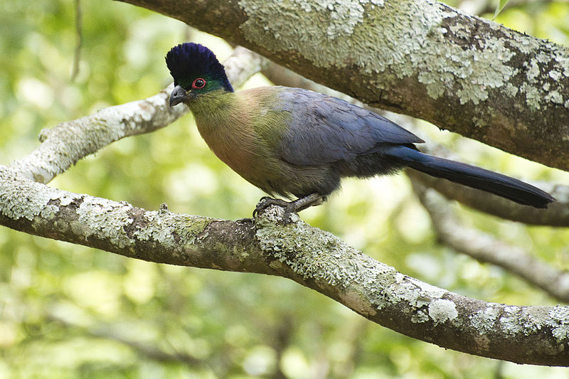 Tauraco porphyreolophus