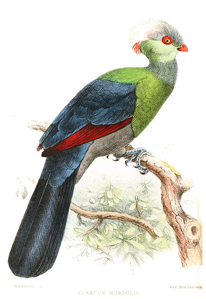 Tauraco ruspolii