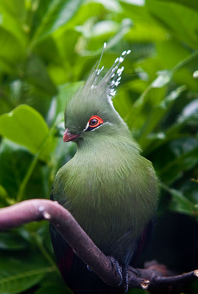 Tauraco schalowi