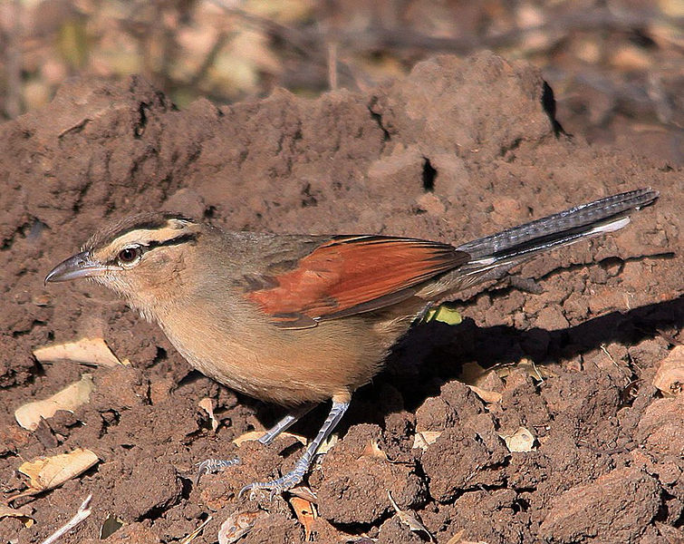 Tchagra australis