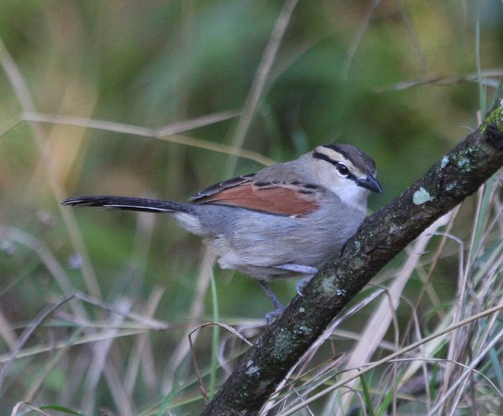 Tchagra senegalus