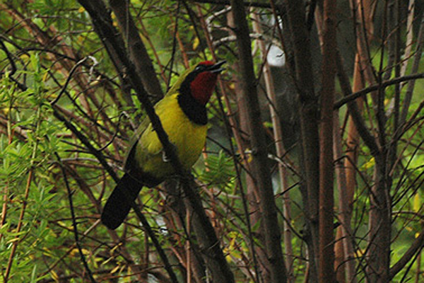 Telophorus dohertyi