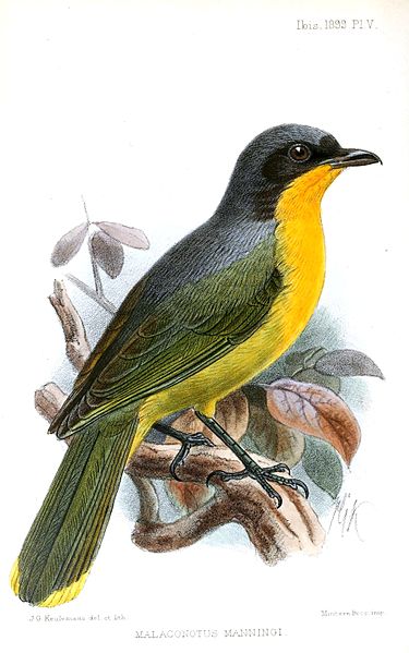 Telophorus nigrifrons