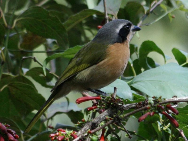 Telophorus olivaceus