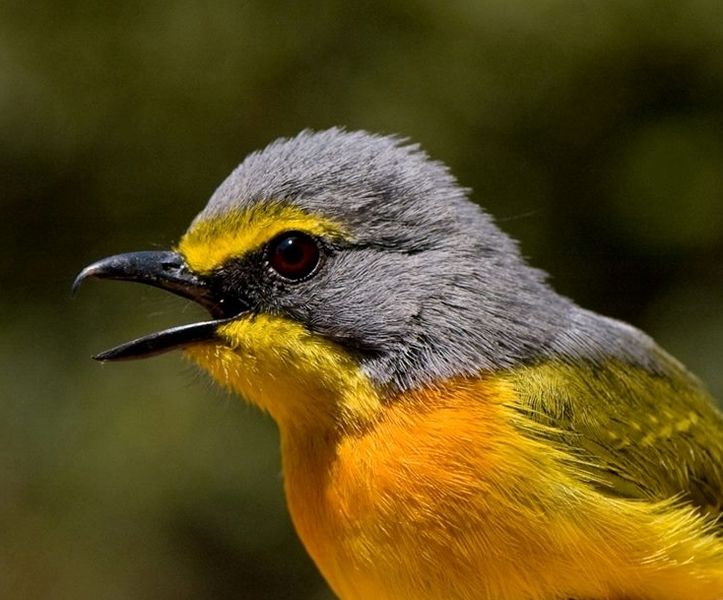 Telophorus sulfureopectus