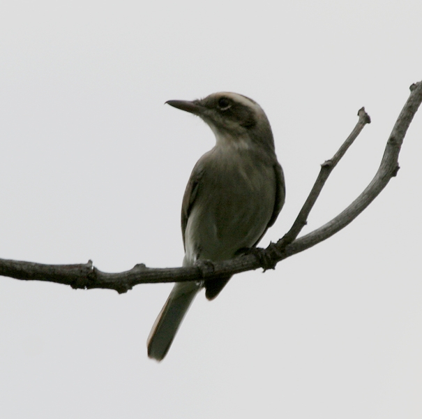 Tephrodornis pondicerianus