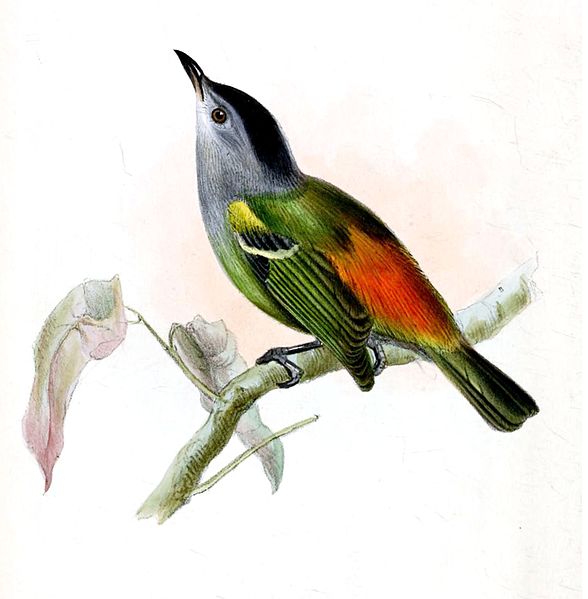 Terenura callinota