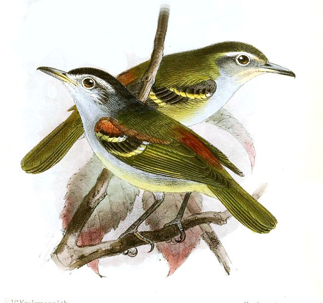 Terenura humeralis