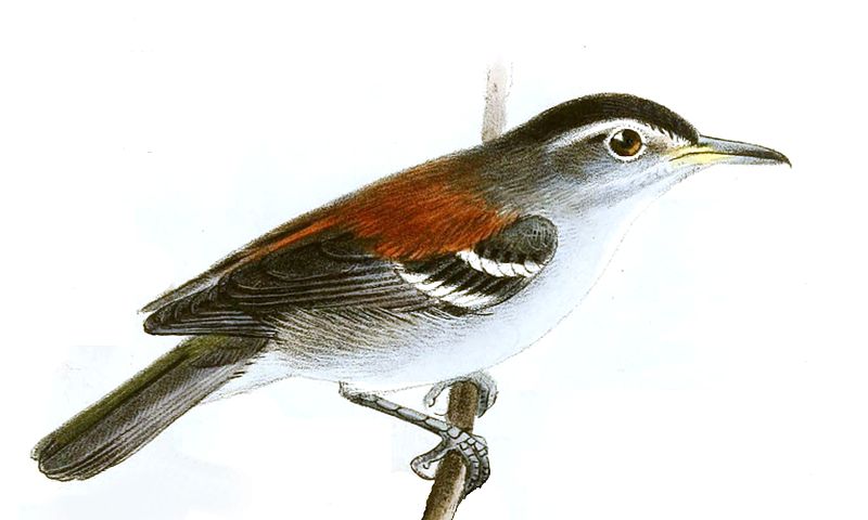 Terenura spodioptila